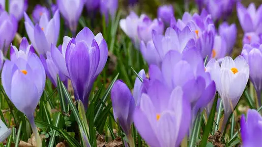 Exploring Taliouine’s Red Gold: The Rich Heritage of Saffron Spice in Morocco